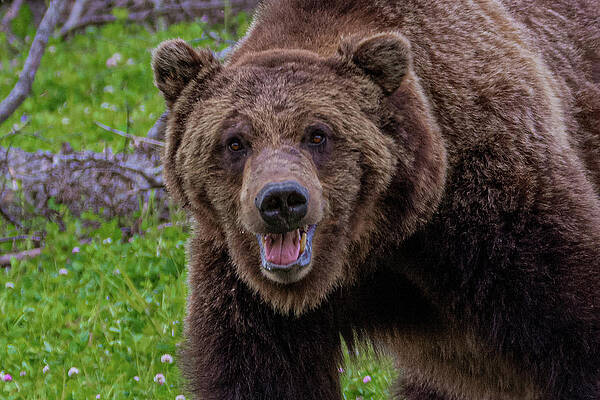 Wall Art featuring the photograph Grizzly Face by Douglas Wielfaert