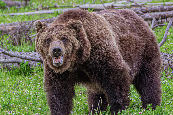 Wall Art featuring the photograph Grizzly Growl by Douglas Wielfaert