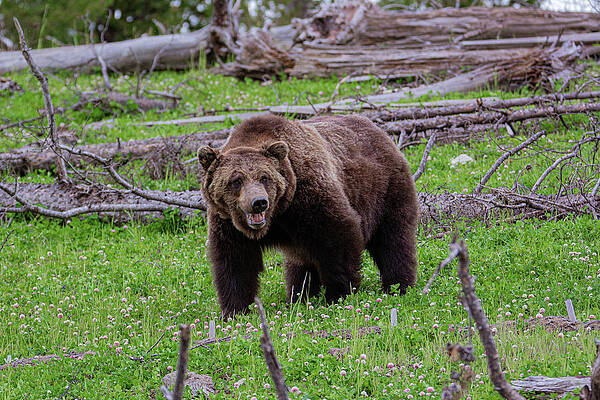 Wall Art featuring the photograph Grizzly Of Yellowstone by Douglas Wielfaert