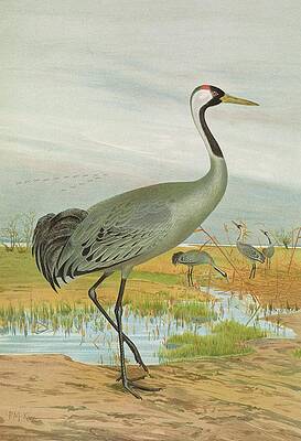 Flock Painting - Grus Grus by Johann Friedrich Naumann