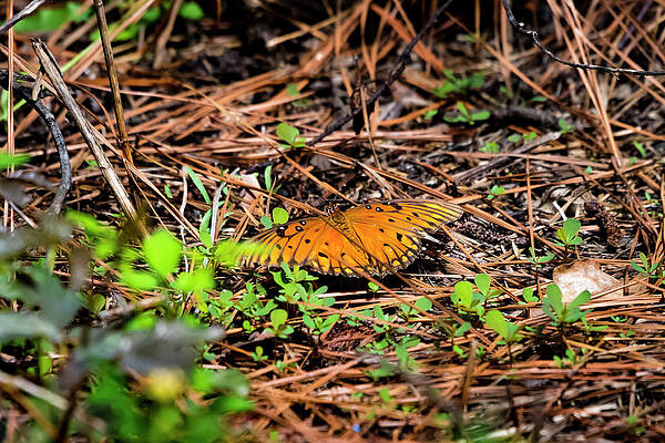 Natural Photograph - Gulf Fritillary by David Morefield