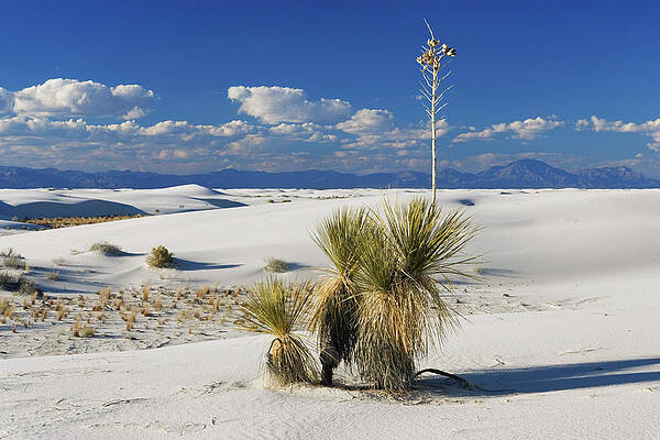 Gypsum Dune Field, White Sands National Monument, New Mexico, Usa Print