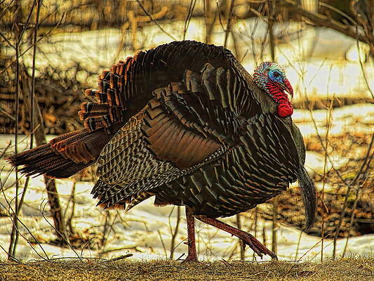 Wild Photograph - Half Strut Longbeard by Dale Kauzlaric