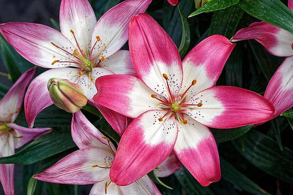 Wall Art featuring the photograph Happy Anniversary Lily by KJ Swan