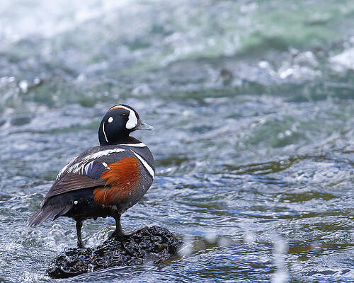 Photograph - Harlequin by Jim E Johnson