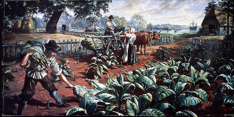 Tobacco Photos for Sale