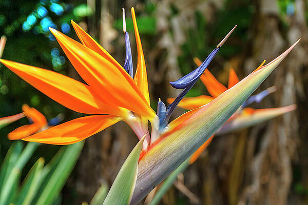 Paradise Wall Art featuring the digital art Hawaii, Bird Of Paradise Flower by Grant Studios