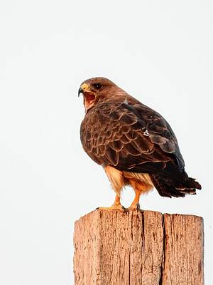 Wildlife Wall Art featuring the photograph Hawk Squawk by Amanda R Wright