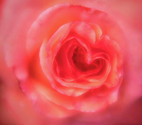 Petal Wall Art featuring the photograph Heart Of The Rose by Mary Jo Allen
