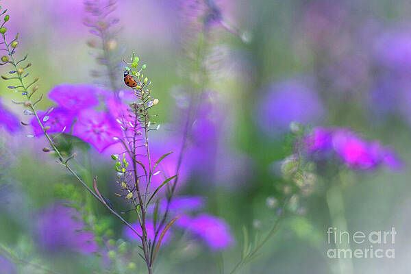 Wall Art featuring the photograph Heartsong In The Meadow by Mary Lou Chmura