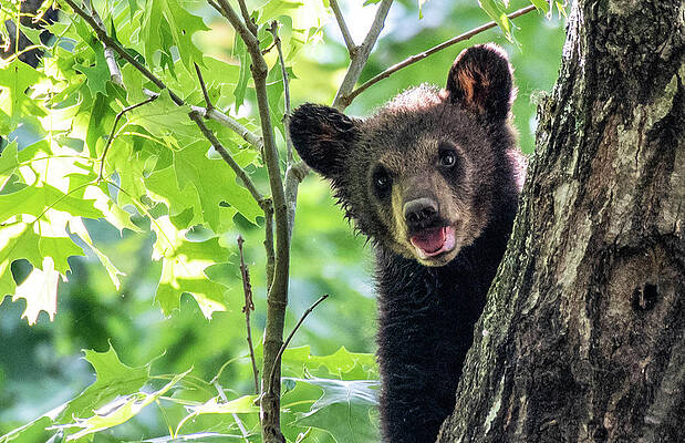 Cade Cove Photograph - Hello There by Marcy Wielfaert