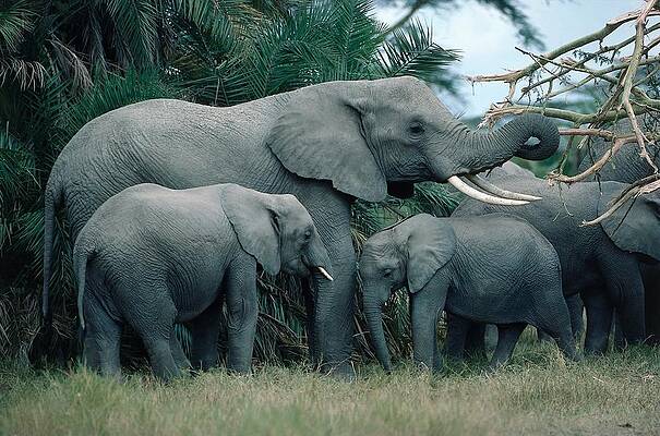 Elephant Wall Art featuring the digital art Herd Of African Elephants by Willi Dolder