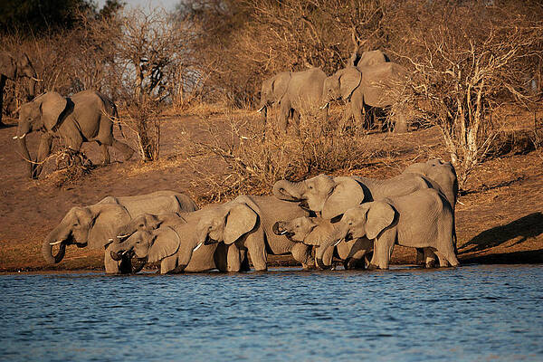 Elephant Wall Art featuring the digital art Herd Of Elephants In Botswana by Kristel Richard