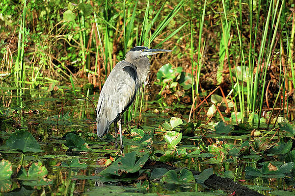Heron in Cuyahoga Valley Wall Art
