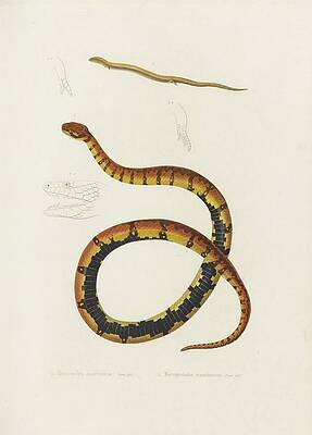 Reptile Painting - Heteromeles Mauritanius, Macroprotodon Mauritanicus by Arthus Bertrand