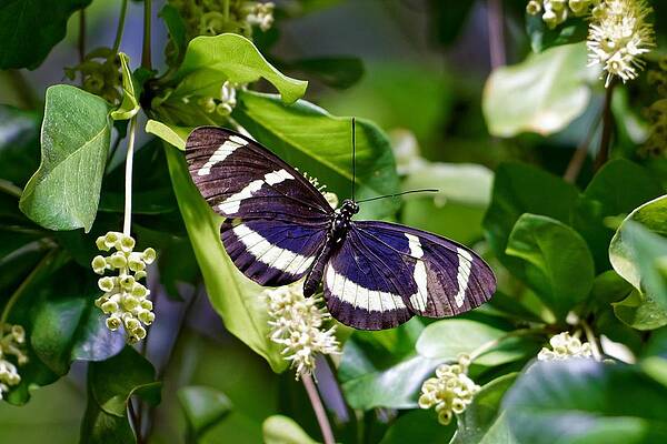 San Francisco Photograph - Hewitson's Longwing Butterfly by KJ Swan