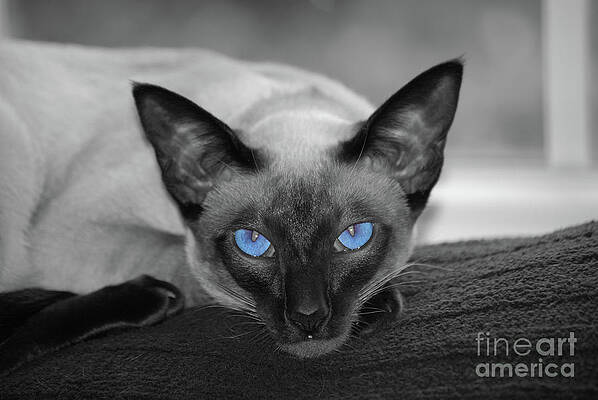 Blue Wall Art featuring the photograph Hey There Blue Eyes - Siamese Cat by Flippin Sweet Gear