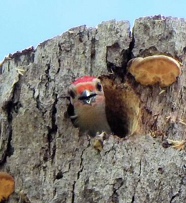 Wall Art featuring the photograph Hey There by Karen Stansberry