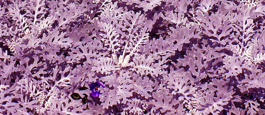 Wall Art featuring the photograph Hide-n-Seek by Steven Robiner