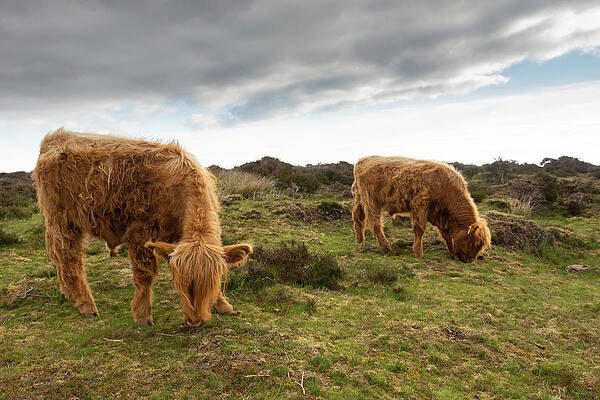 Photograph - Highland Cattle Feeding At Baslow Edge by Scott Lyons