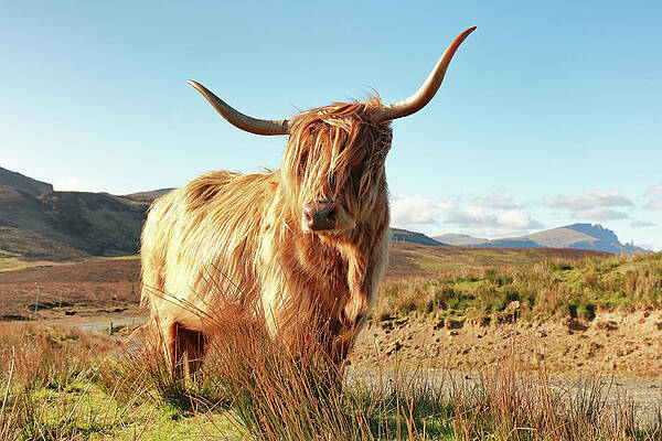 Scottish Highland Wall Art featuring the photograph Highland Cow - Isle Of Skye by Grant Glendinning