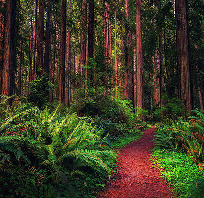 Photograph - Hiking Trail Through A Redwood Forest In Northern California by Miroslav Liska
