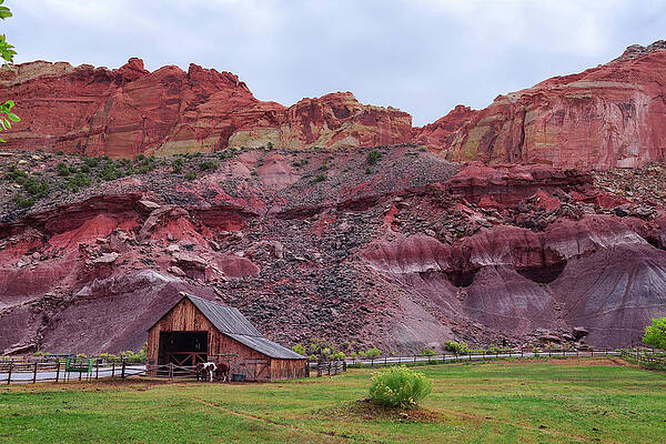 Vintage Wall Art featuring the photograph Historic Barn With Horses In The Capitol Reef National Park, Utah by Miroslav Liska