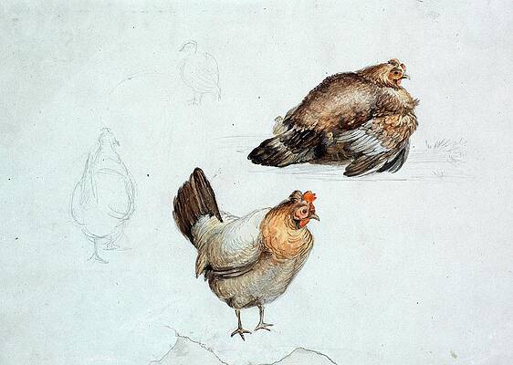 Chicken Painting - Hns. Studie by Theodor Philipsen
