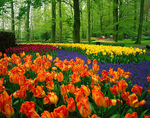 Beautiful Wall Art featuring the digital art Holland, Lisse, Tulip Park by Giovanni Simeone