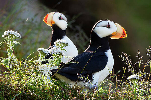 Wall Art featuring the photograph Horned Puffins, Lake Clark National by Mint Images/ Art Wolfe