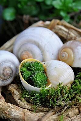 House Leek Planted In A Snail Shell Print