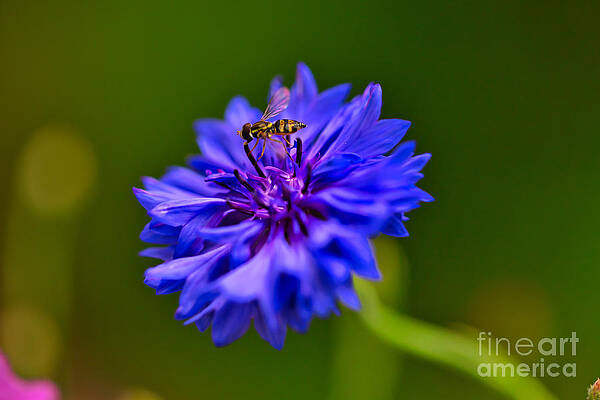 Summer Photograph - Hoverfly On A Blue Bachelor Button Flower by Bruce Block