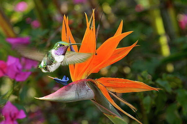 Paradise Wall Art featuring the digital art Humming Bird By Bird Of Paradise by Heeb Photos