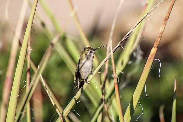 Desert Wall Art featuring the photograph Hummingbird With Pollen On Beak by Dawn Richards