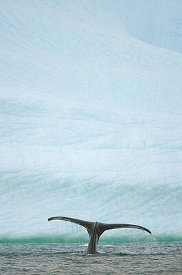 Wall Art featuring the photograph Humpback Whale, Grandidier Passage by Eastcott Momatiuk