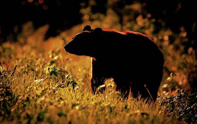 Photograph - Morning Bear by Marshall Hurley