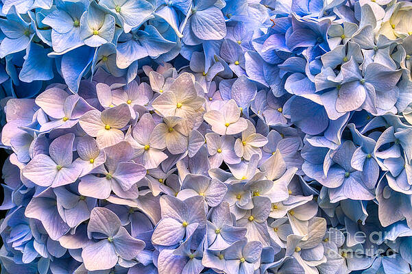 Summer Photograph - Hydrangea Bloom by Bruce Block