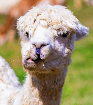 Funny Photograph - I Am A What by Jonny D