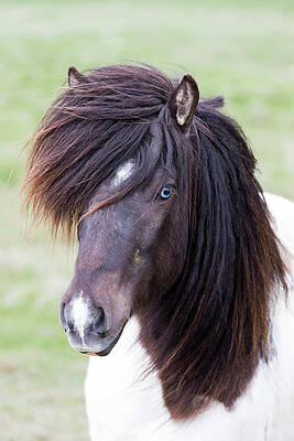 Beautiful Wall Art featuring the digital art Iceland, South Iceland, Icelandic Horse With Characteristic Blue Eyes by Tim Mannakee