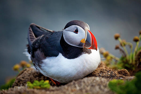 Beautiful Wall Art featuring the digital art Iceland, Westfjords, Atlantic Puffin by Olimpio Fantuz