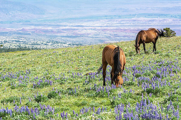 Wyoming Photograph - Idyllic Pryor Mountain Mustang View by Douglas Wielfaert