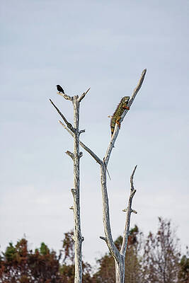 Small Digital Art - Iguana And Small Bird On Dead Tree Stump by Laura Diez