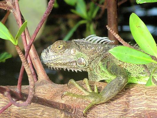 Wall Art featuring the photograph Iguana by Karen Stansberry