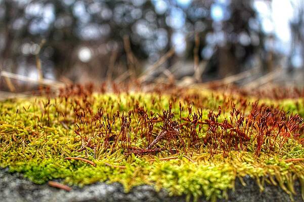 Wall Art featuring the photograph Inchoate by Christopher Lotito