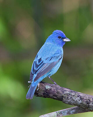 Photograph - Indigo The Other Bluebird by Jim E Johnson