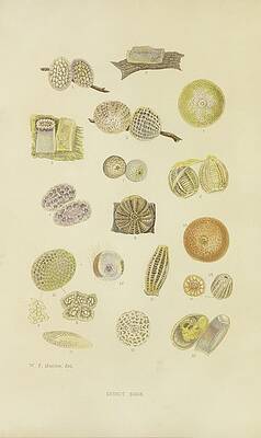 Insects Painting - Insect Eggs by Barret And Sons
