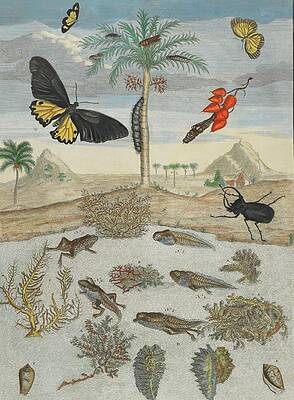 Insects and Fish on Island Landscape Painting