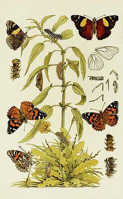 Insects Painting - Insects II by Frederick Mccoy