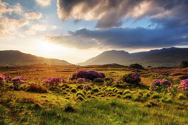 Ireland Wall Art featuring the digital art Ireland, Galway, Connemara, Wild by Cornelia Dorr