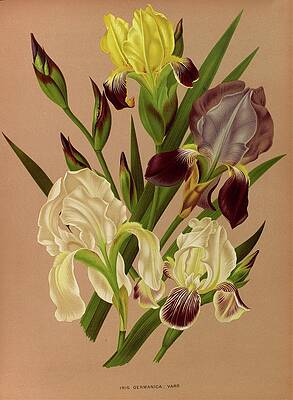 Yellow Wall Art featuring the painting Iris Germanica Varr by Arentine H. Arendsen